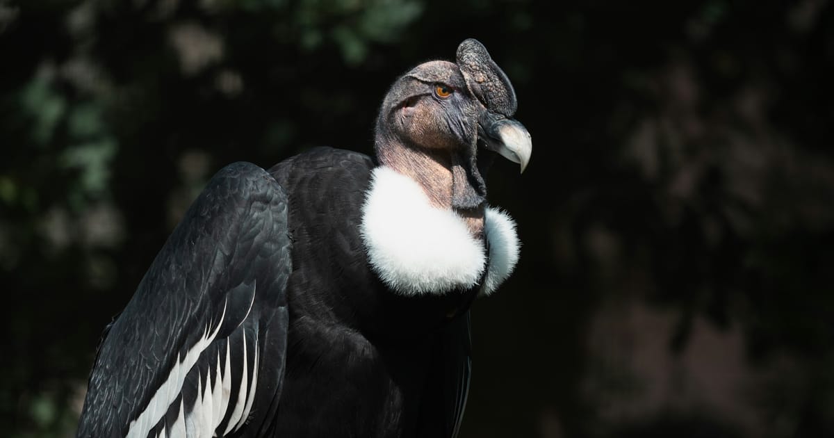 Un cóndor andino visto de cerca, con las alas parcialmente extendidas.